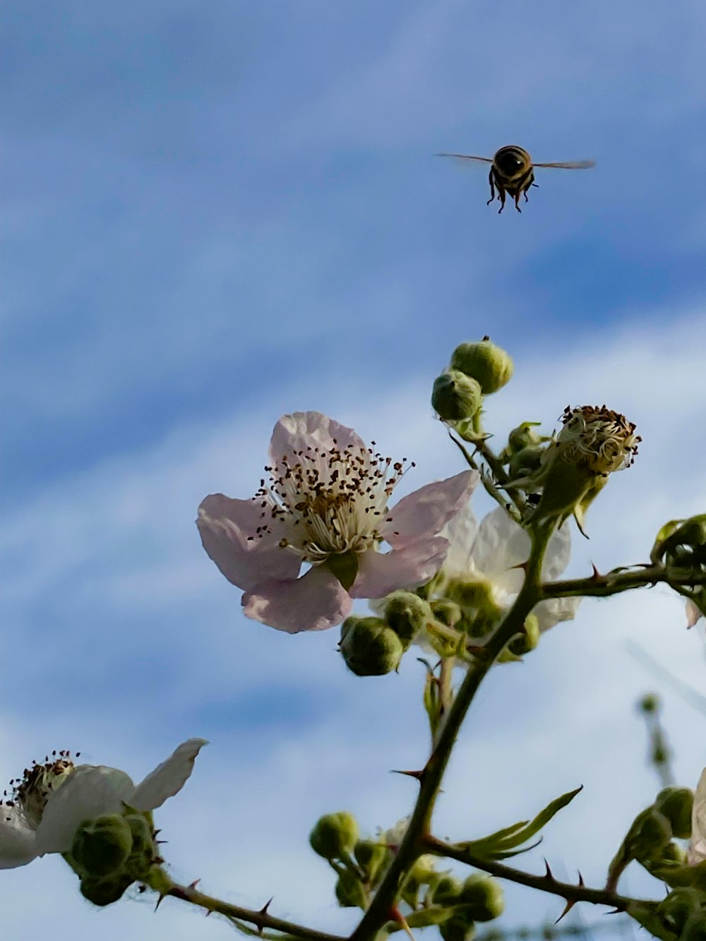 a bee flying over a flower with a sky background