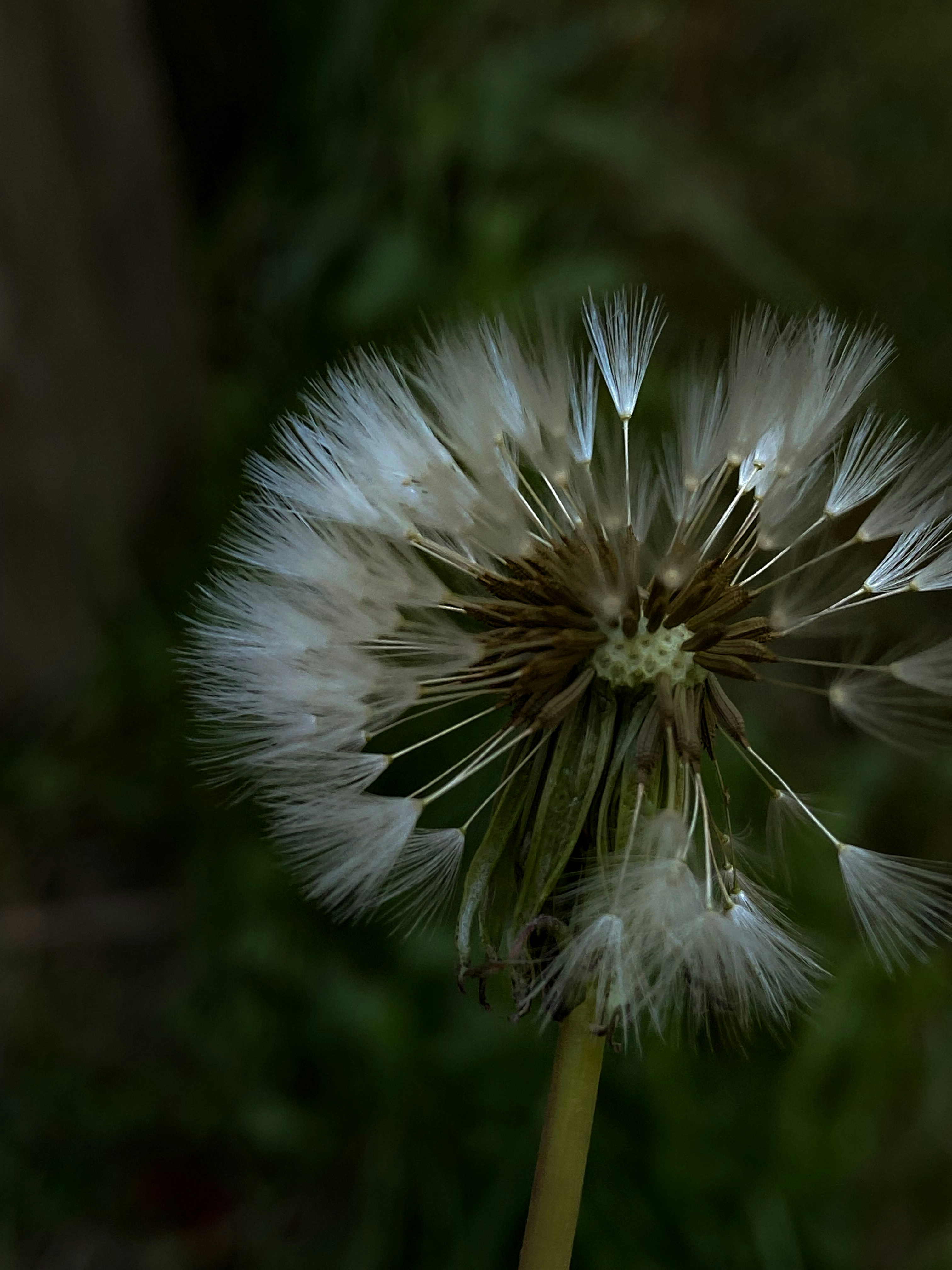 Photo by birdsfairytales