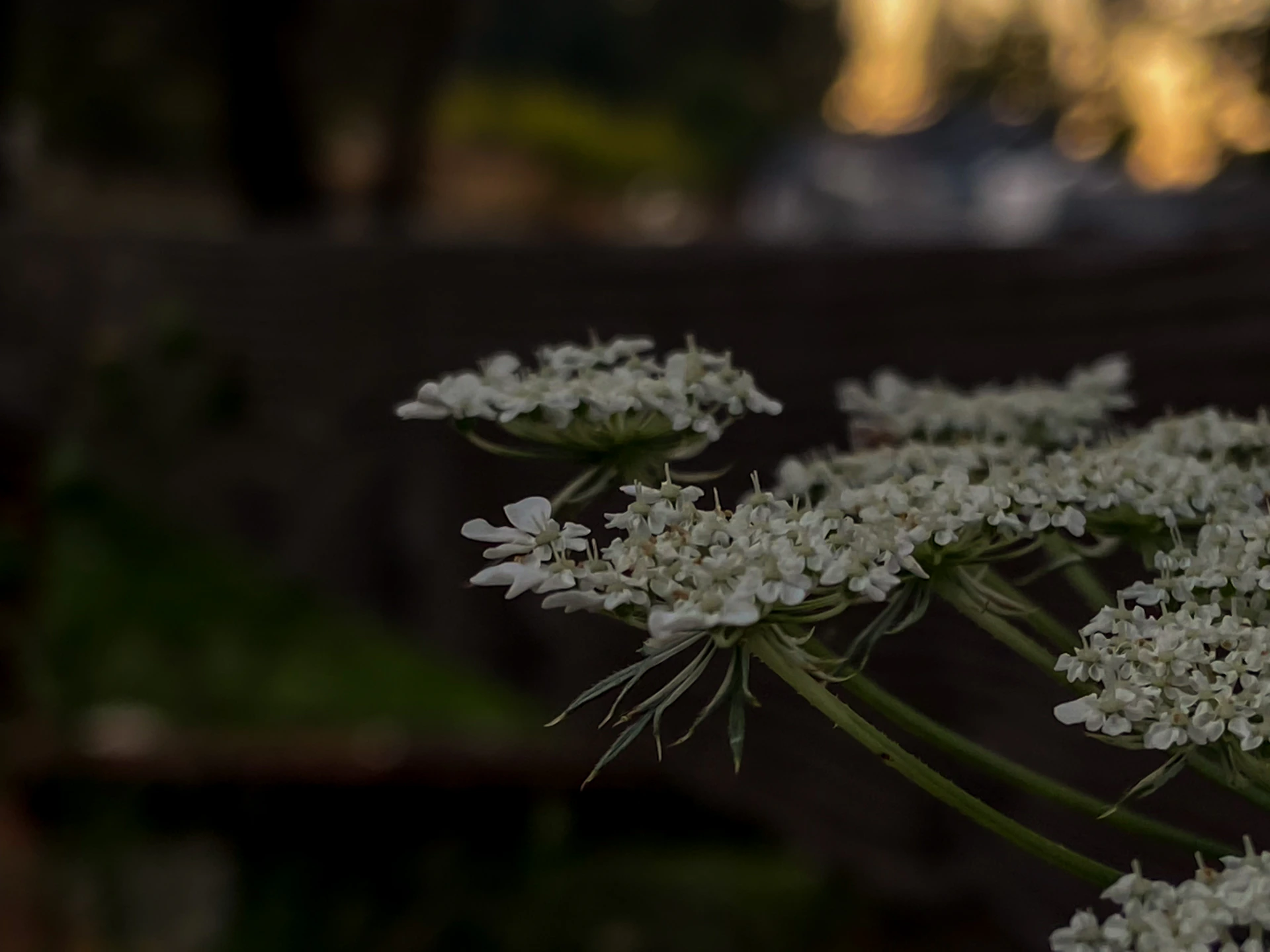 a close up of a bunch of white flowers