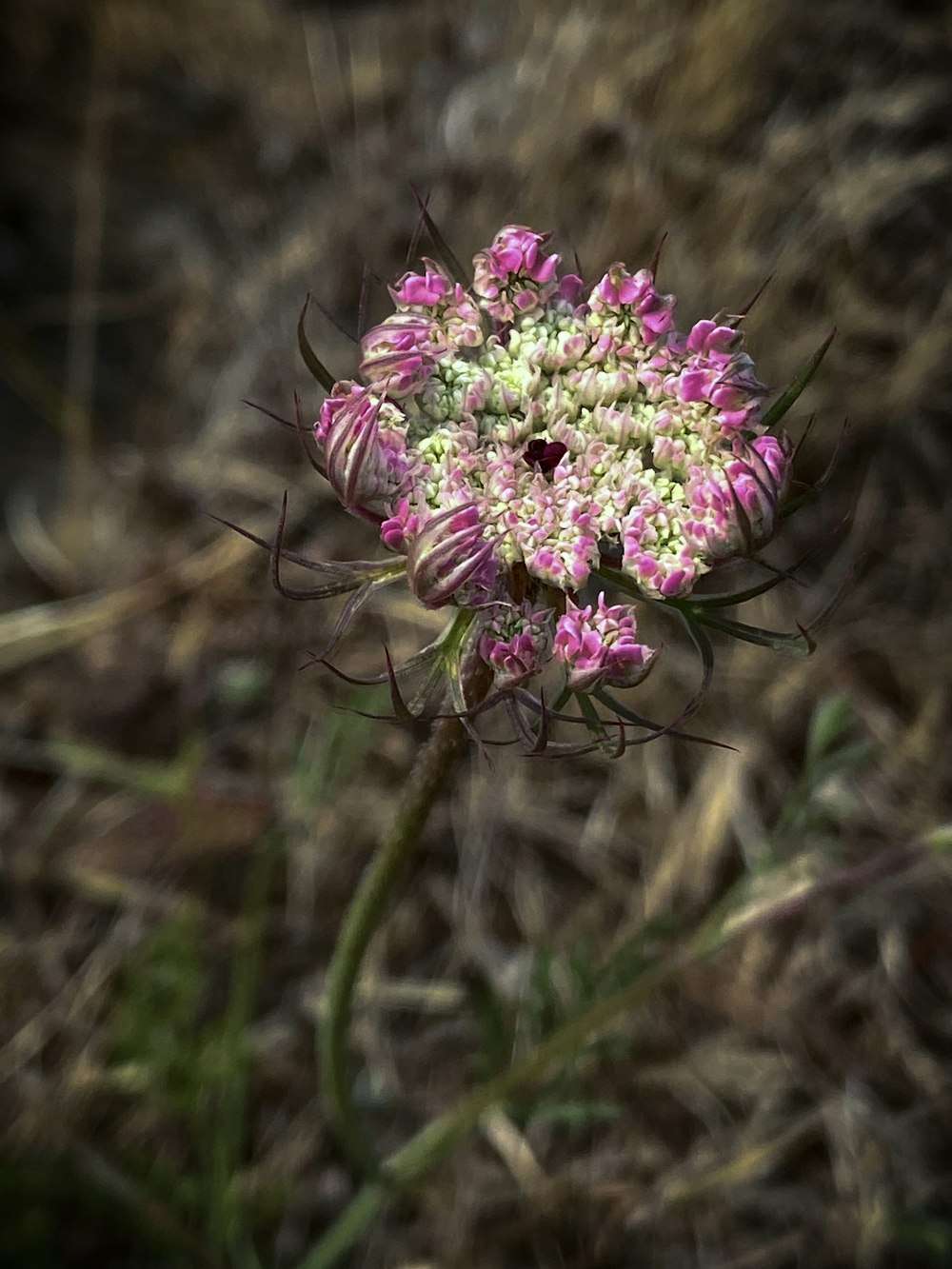 a close up of a flower in a field