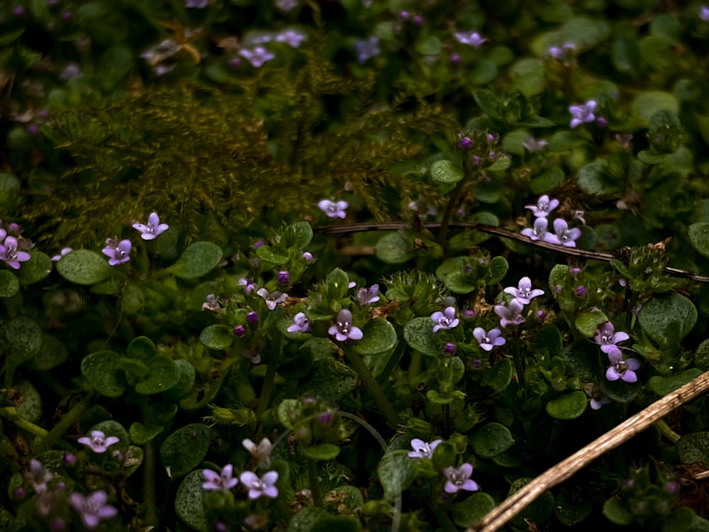 a bunch of small purple flowers growing in the grass