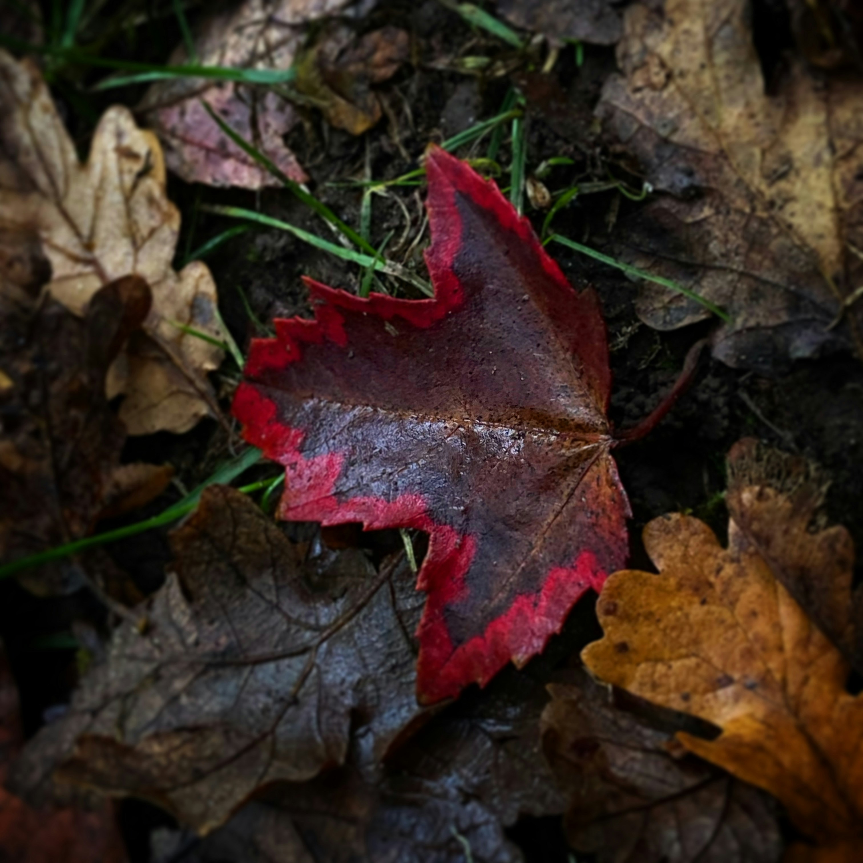 Photo by birdsfairytales