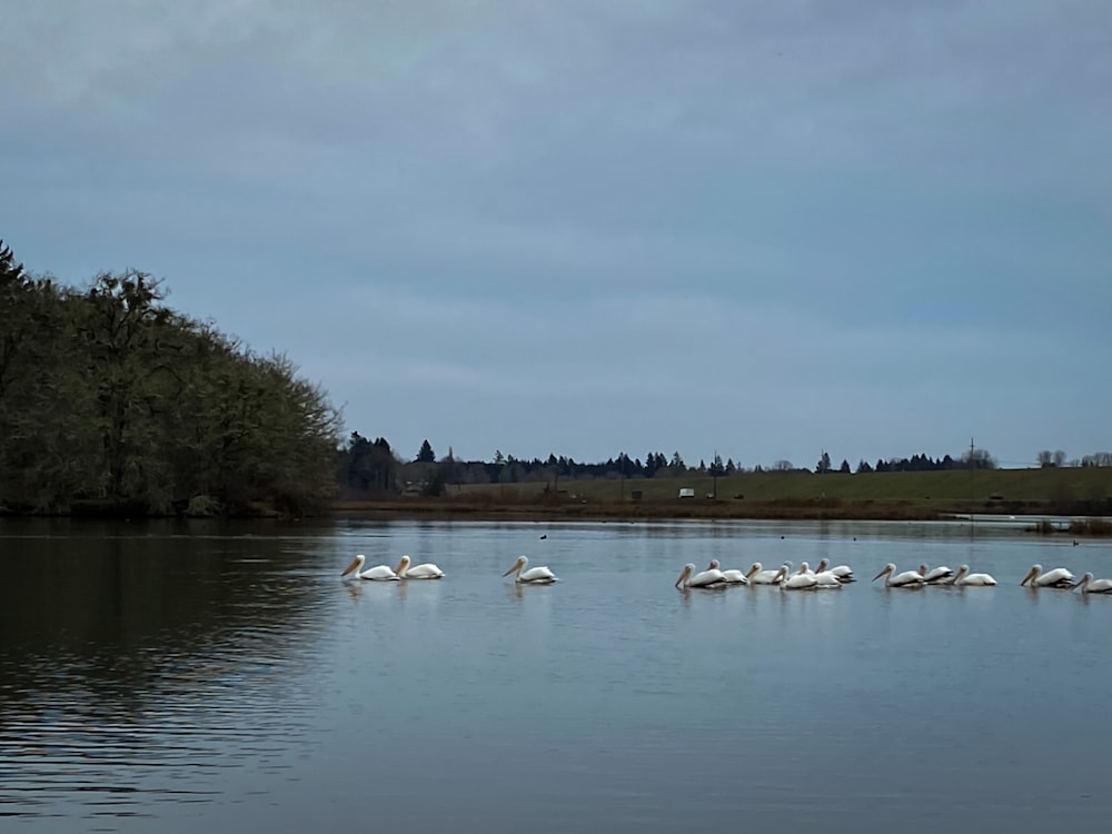 a flock of birds floating on top of a lake