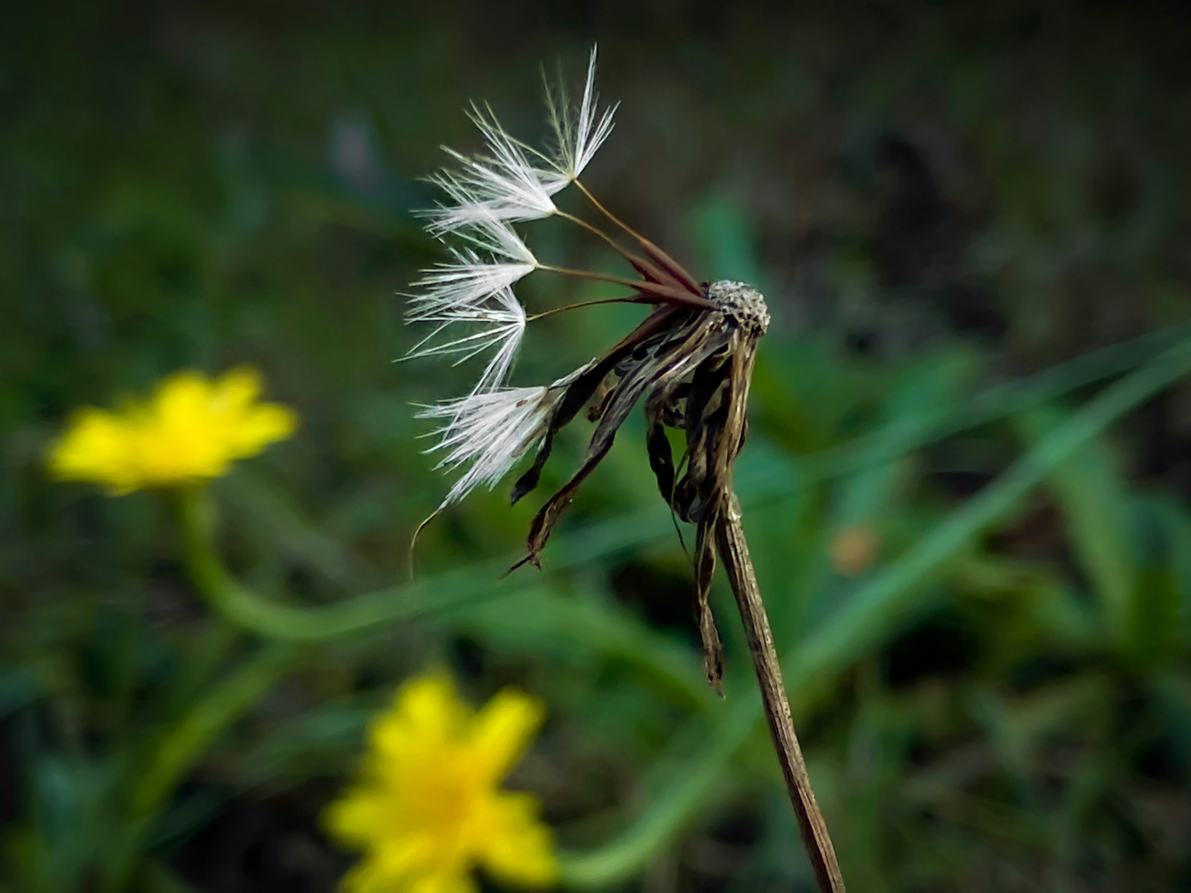 Photo by birdsfairytales