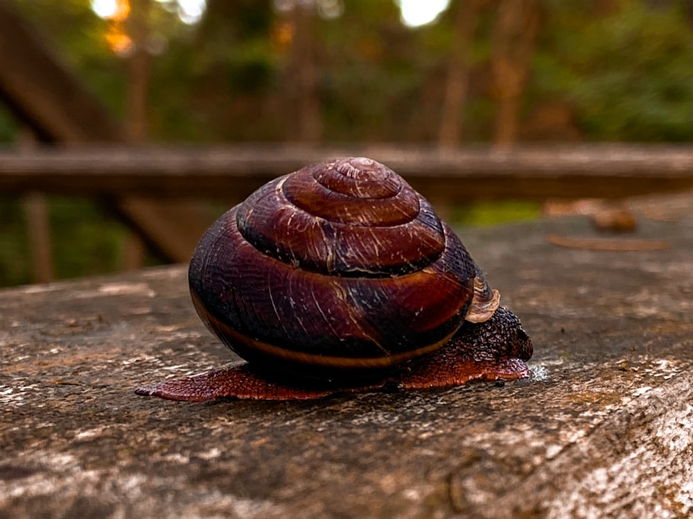 a snail sitting on top of a large rock