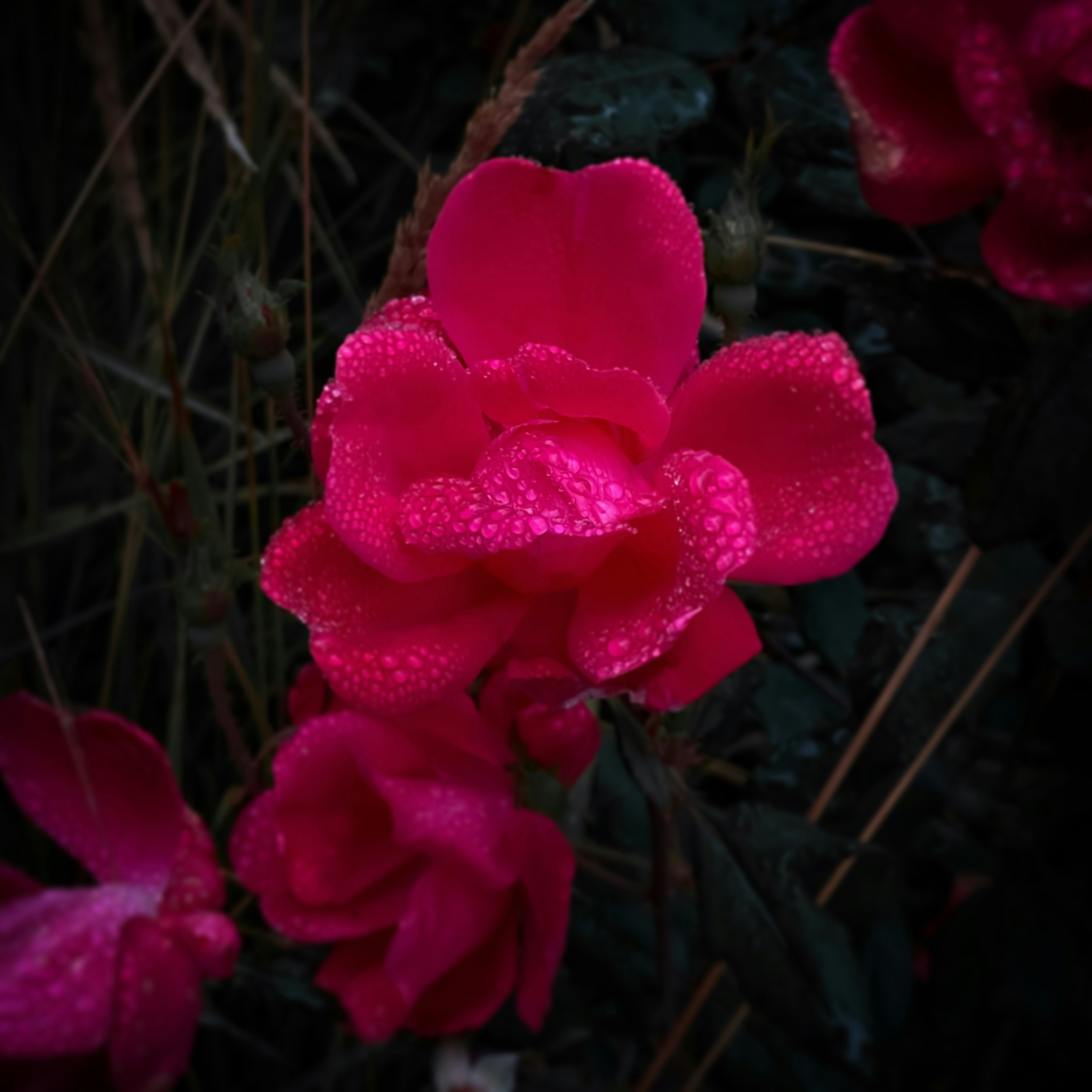 Photo by birdsfairytales