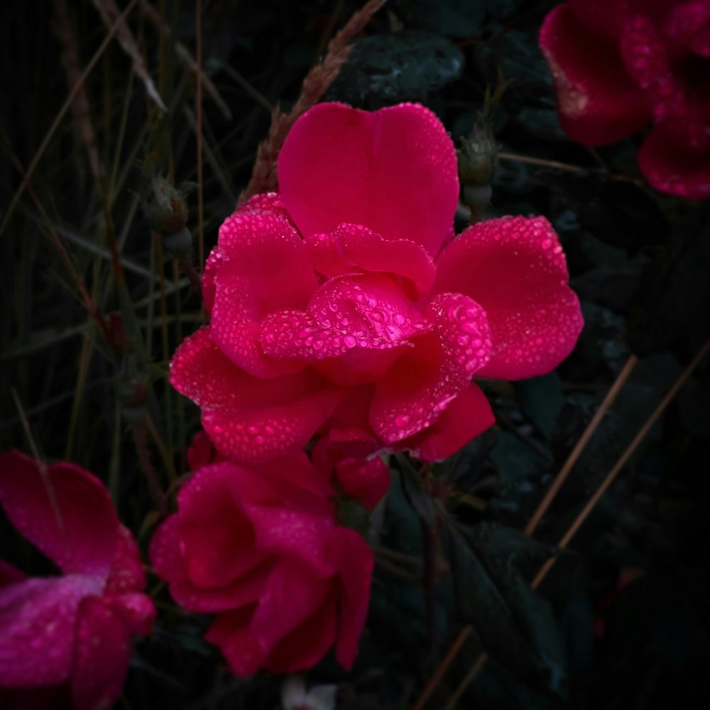 a close up of a pink flower with drops of water on it