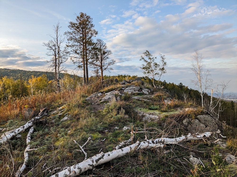 a rocky hill with trees and grass on top of it