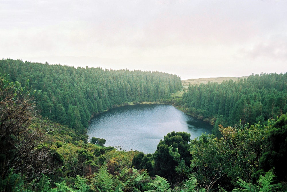 a lake surrounded by trees in the middle of a forest