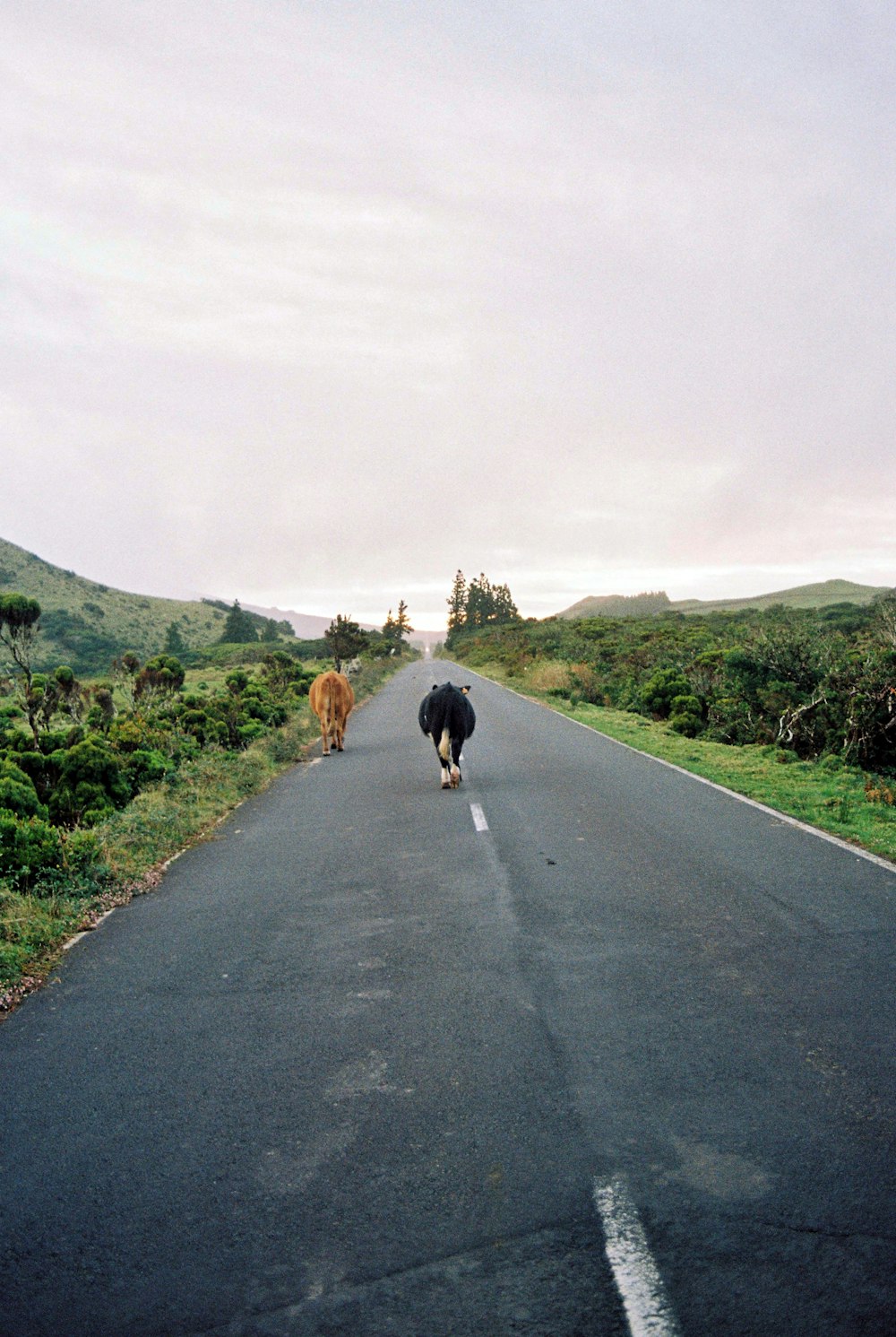 a couple of cows walking down the middle of a road