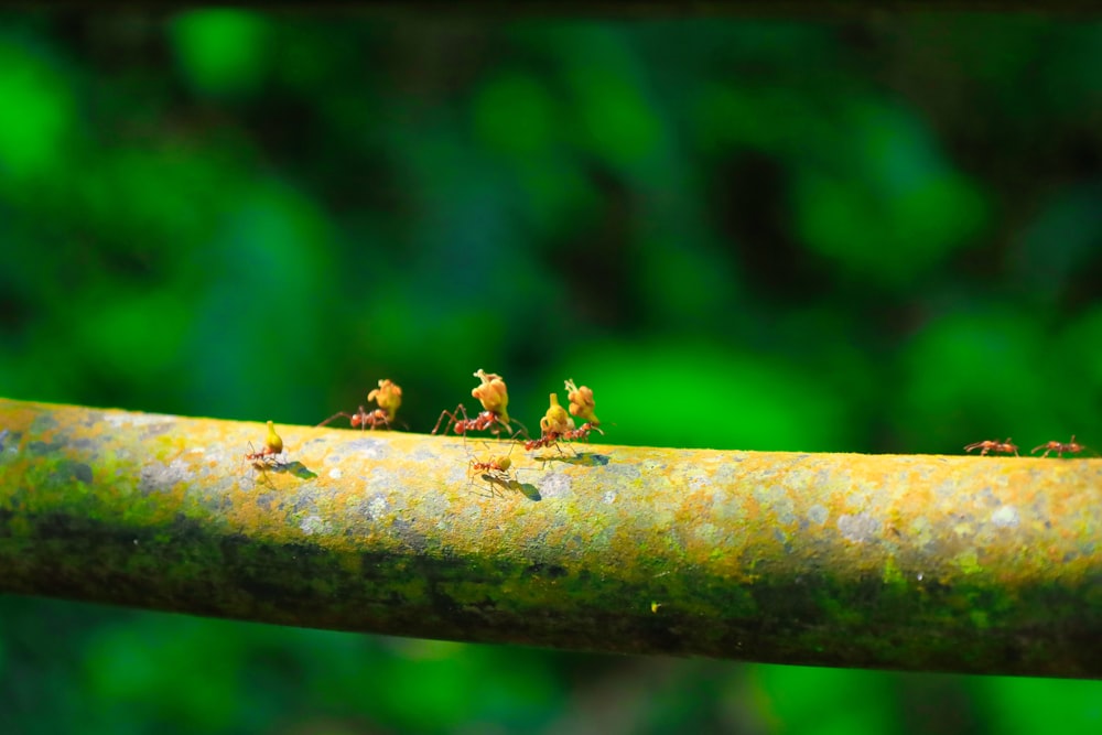a group of ants crawling on a tree branch