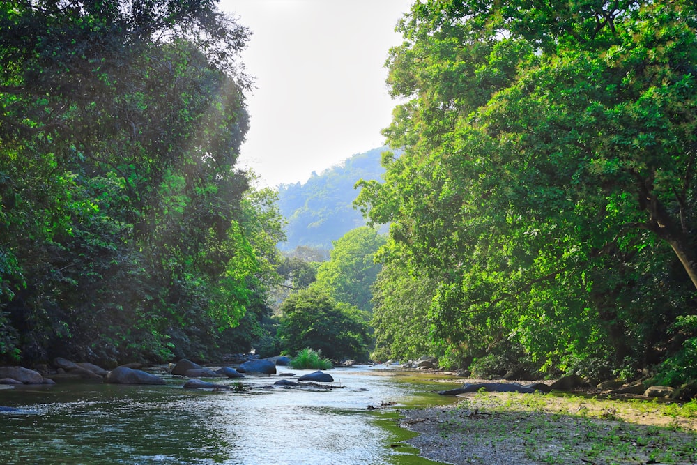 a river running through a lush green forest