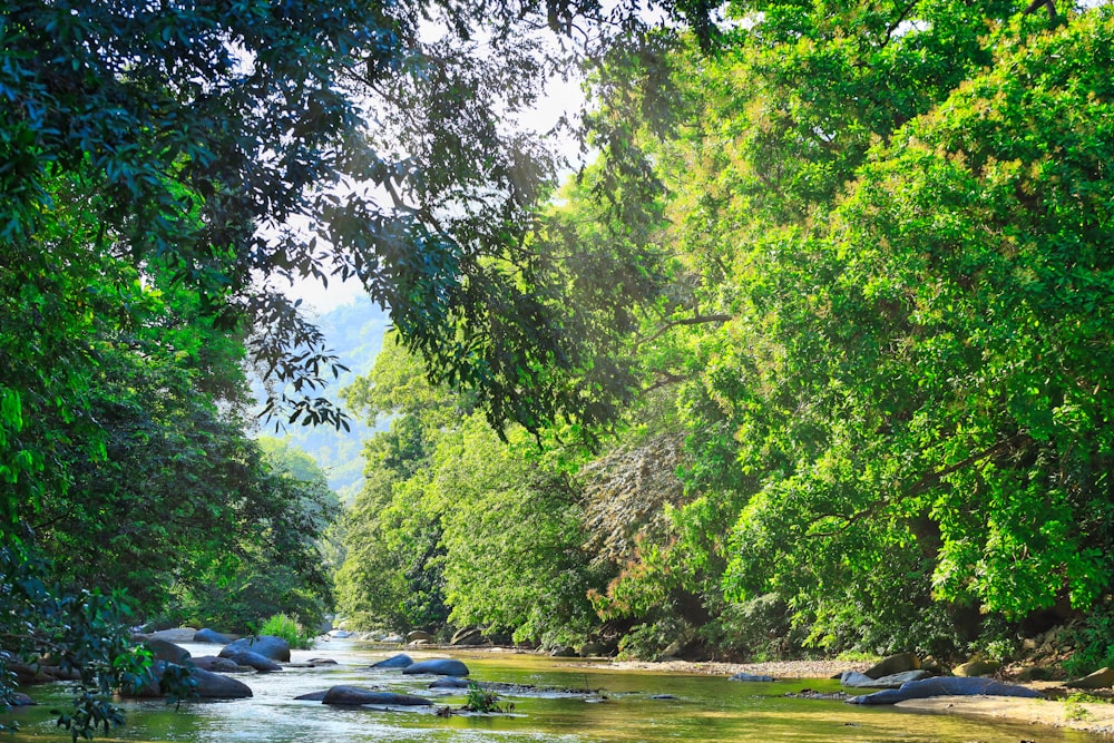 a river running through a lush green forest