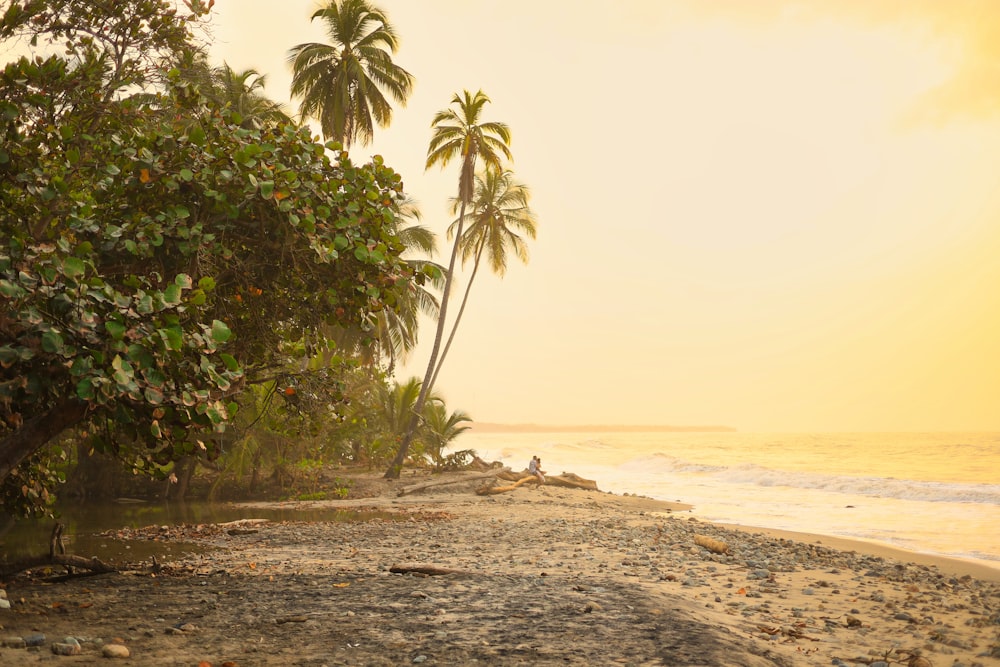 a sandy beach next to the ocean with palm trees