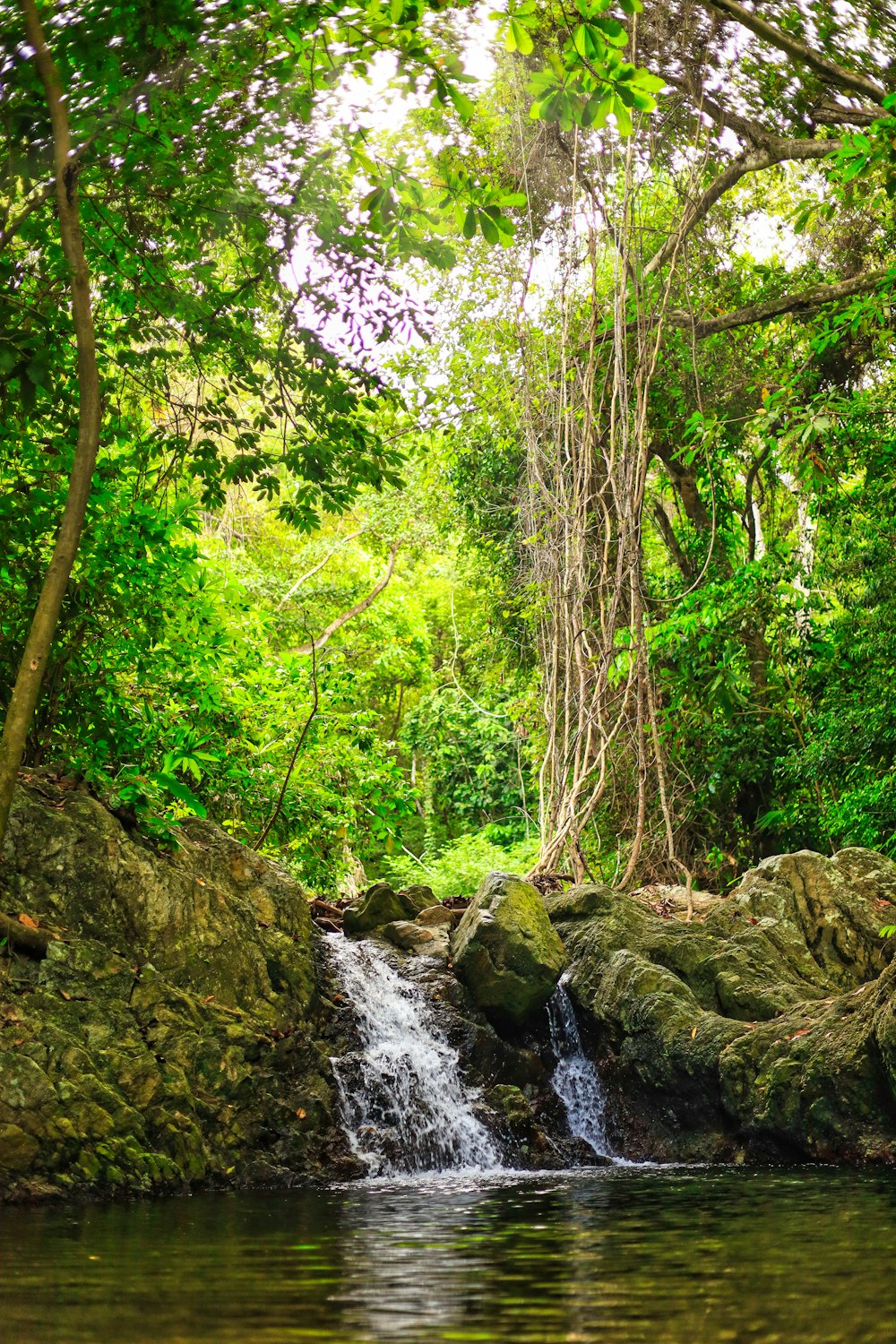 ein kleiner Wasserfall, der durch einen üppig grünen Wald fließt