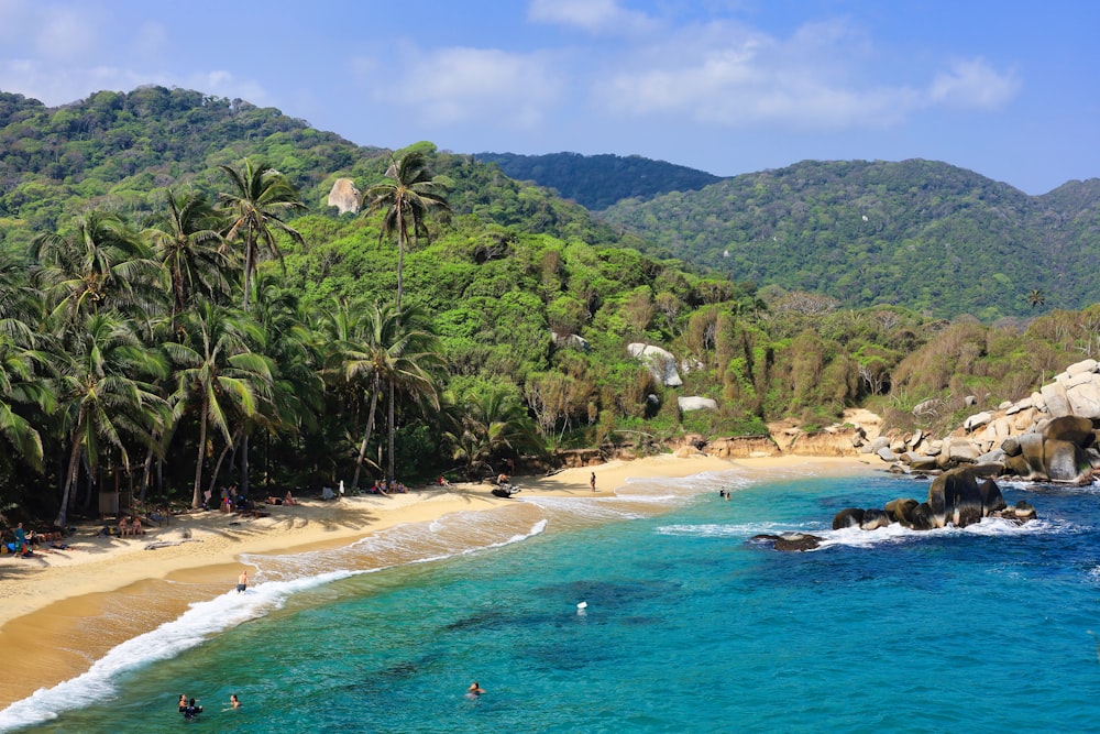 a beach with palm trees and people swimming in the water