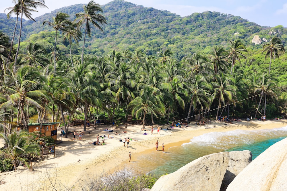 a beach with palm trees and people on it
