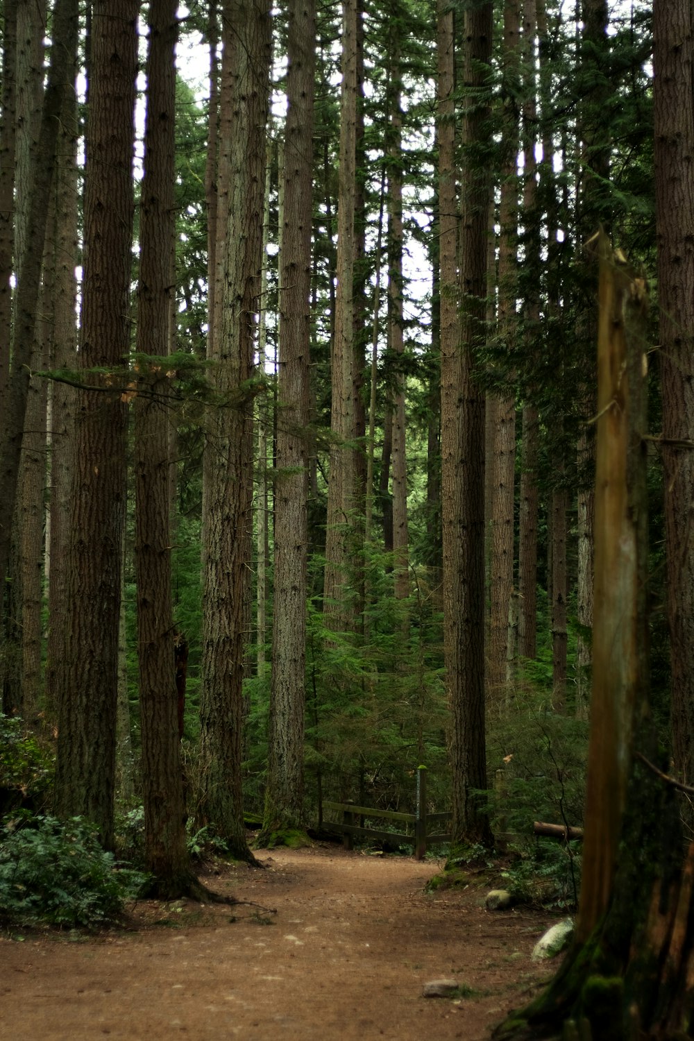 a dirt path in the middle of a forest