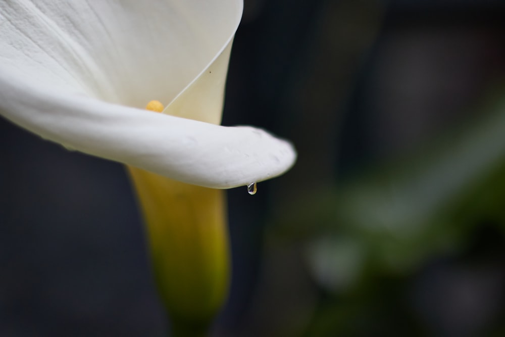 a white flower with a drop of water on it