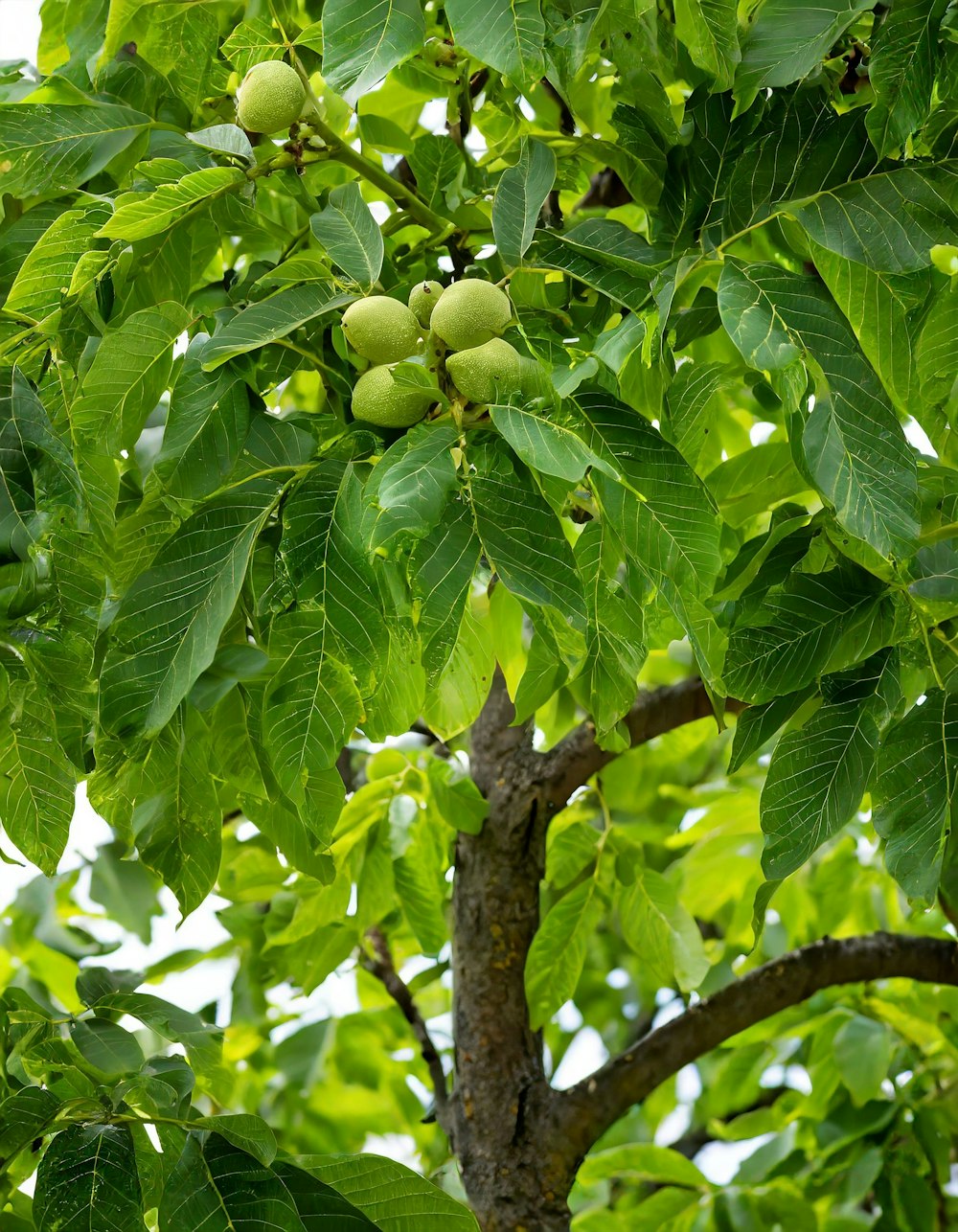 a tree filled with lots of green leaves