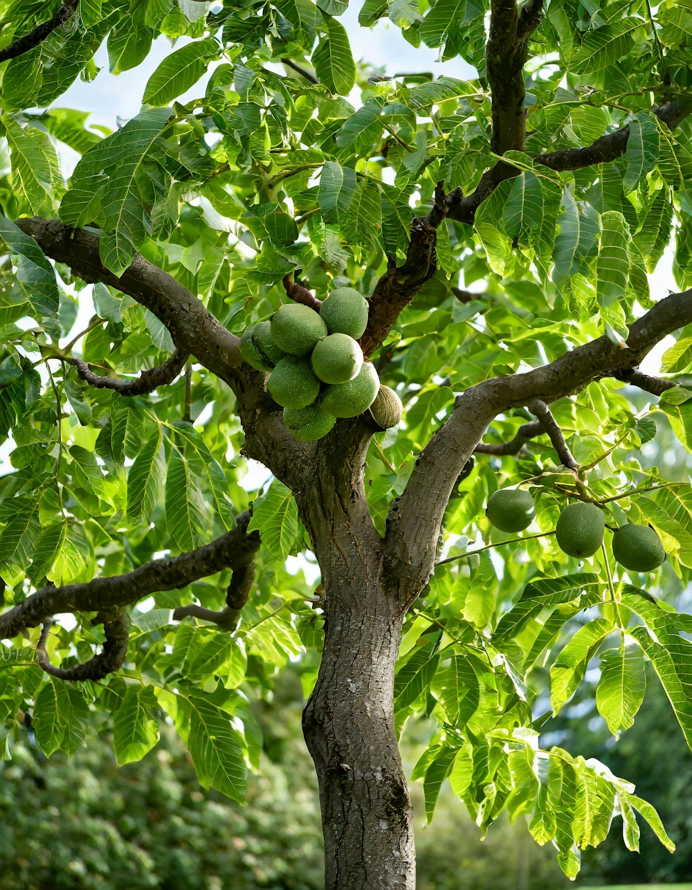 un arbre sur lequel il y a des fruits
