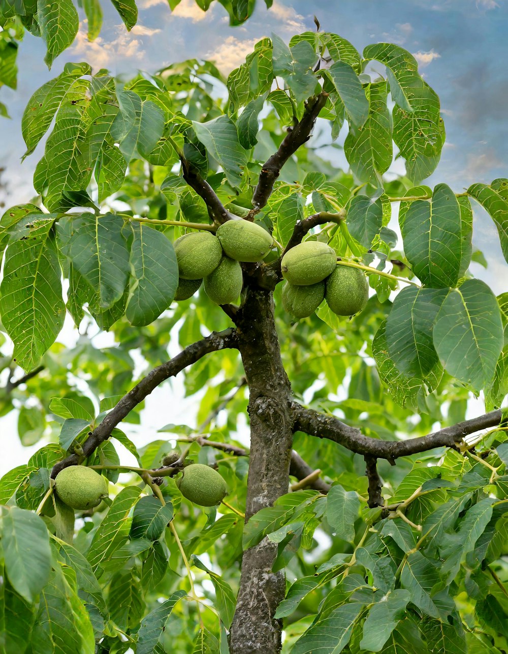 a tree filled with lots of green fruit