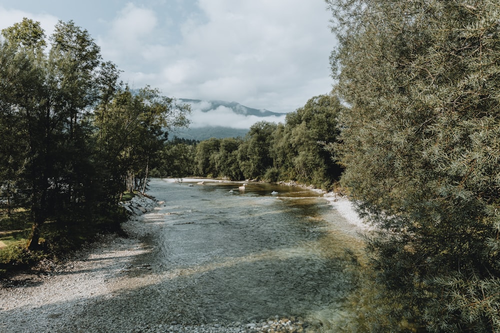 a river running through a lush green forest