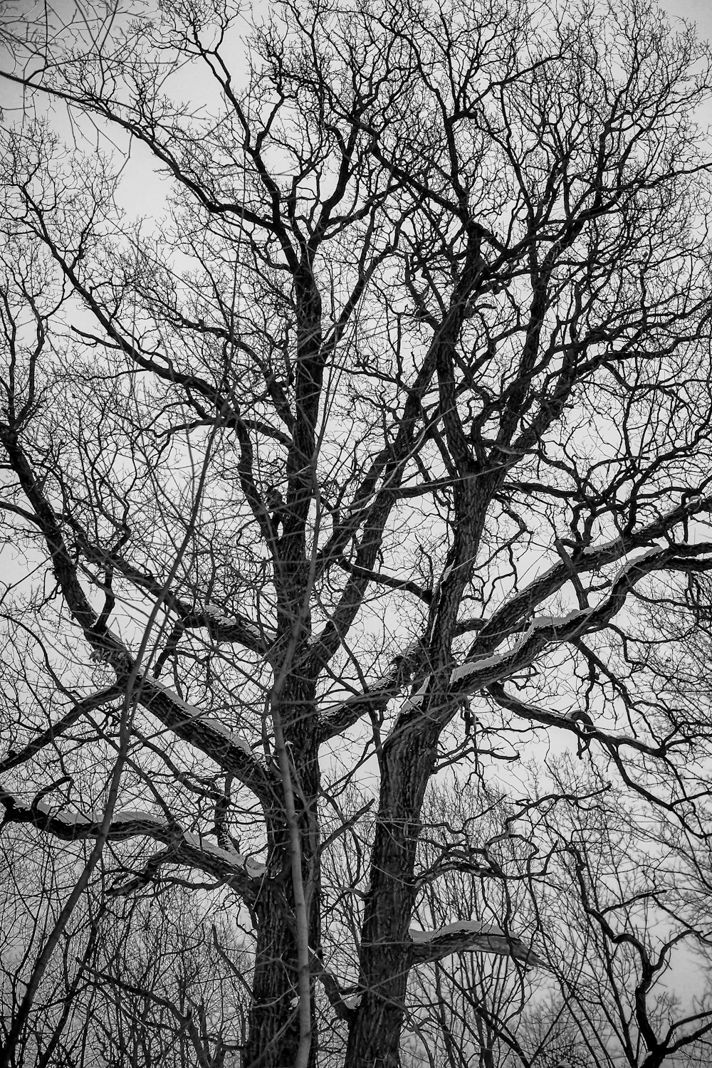 a black and white photo of a tree with no leaves