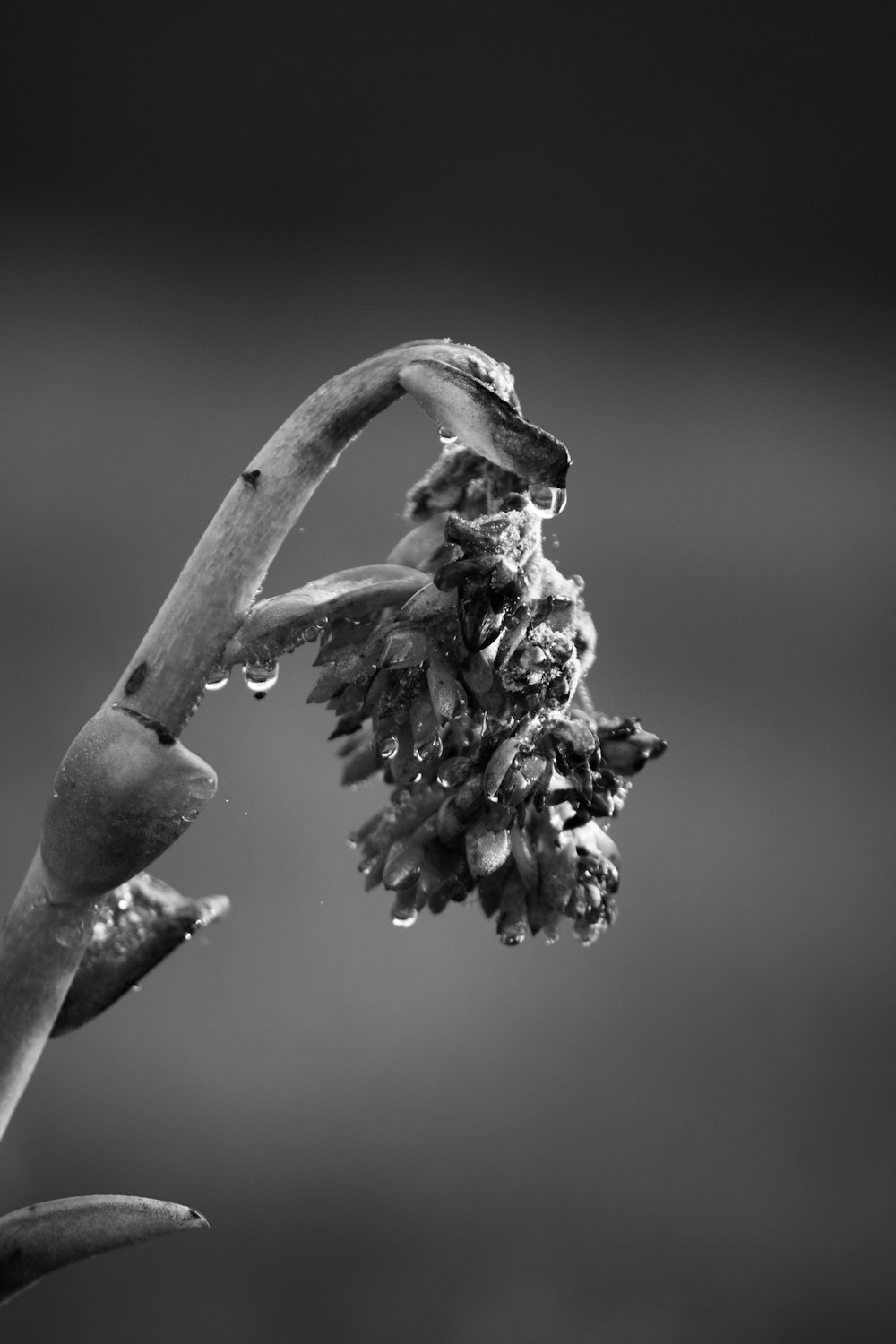 a black and white photo of a flower