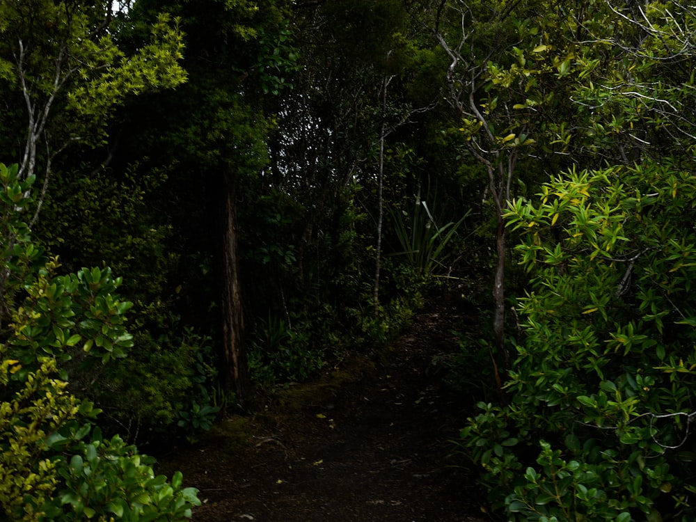 a path in the middle of a forest with lots of trees