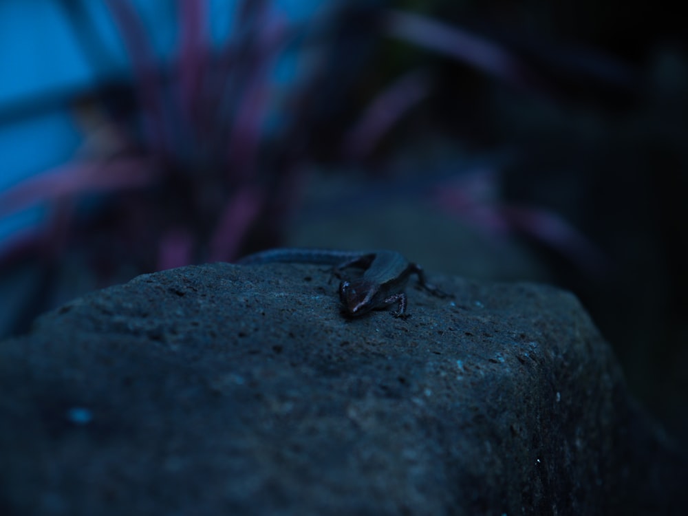 a small insect sitting on top of a rock