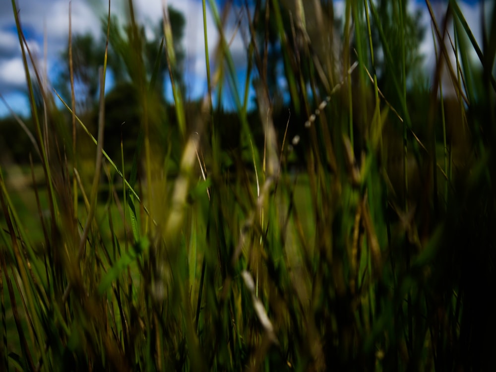 a blurry photo of grass with a sky in the background