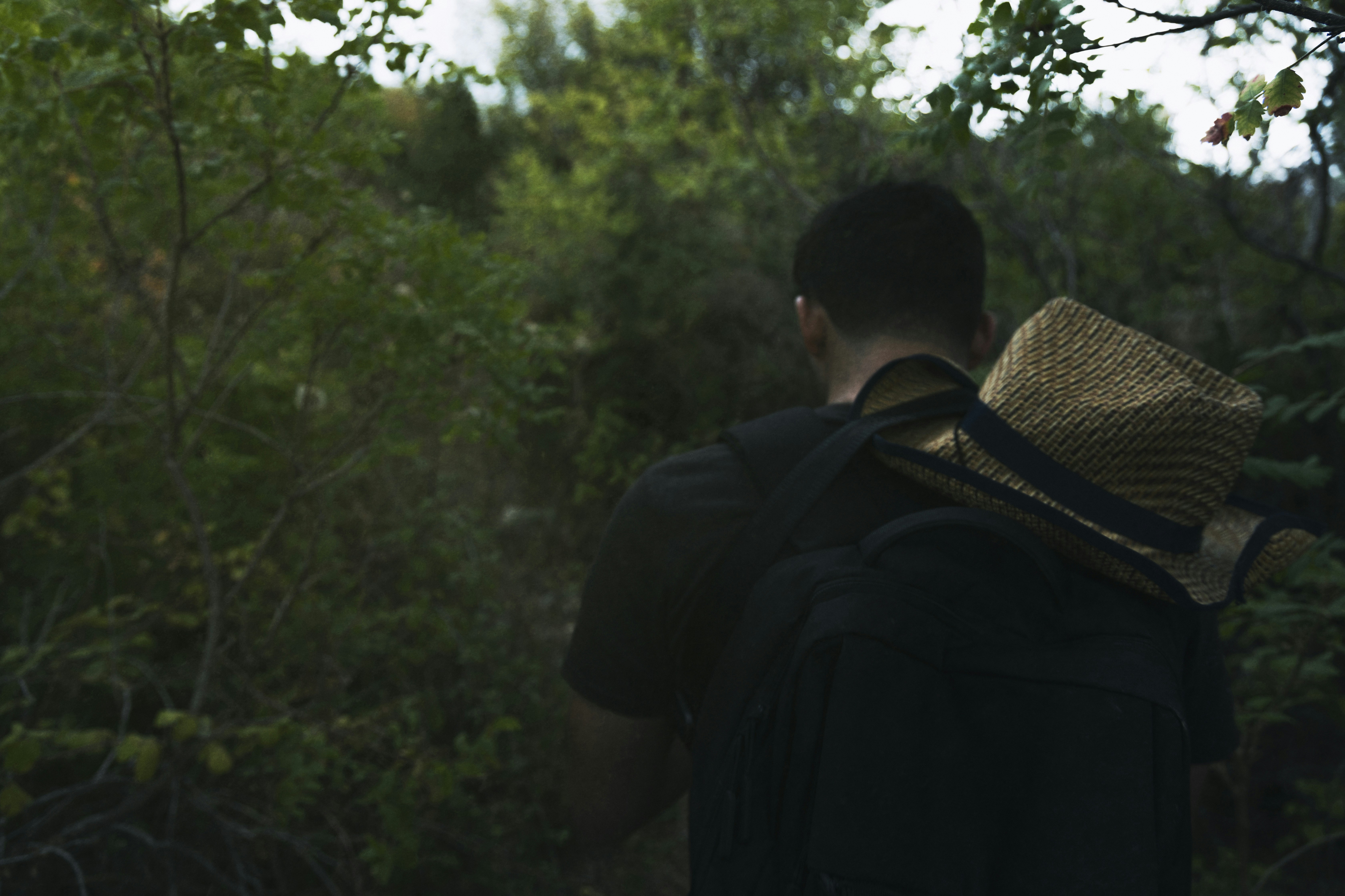 forest