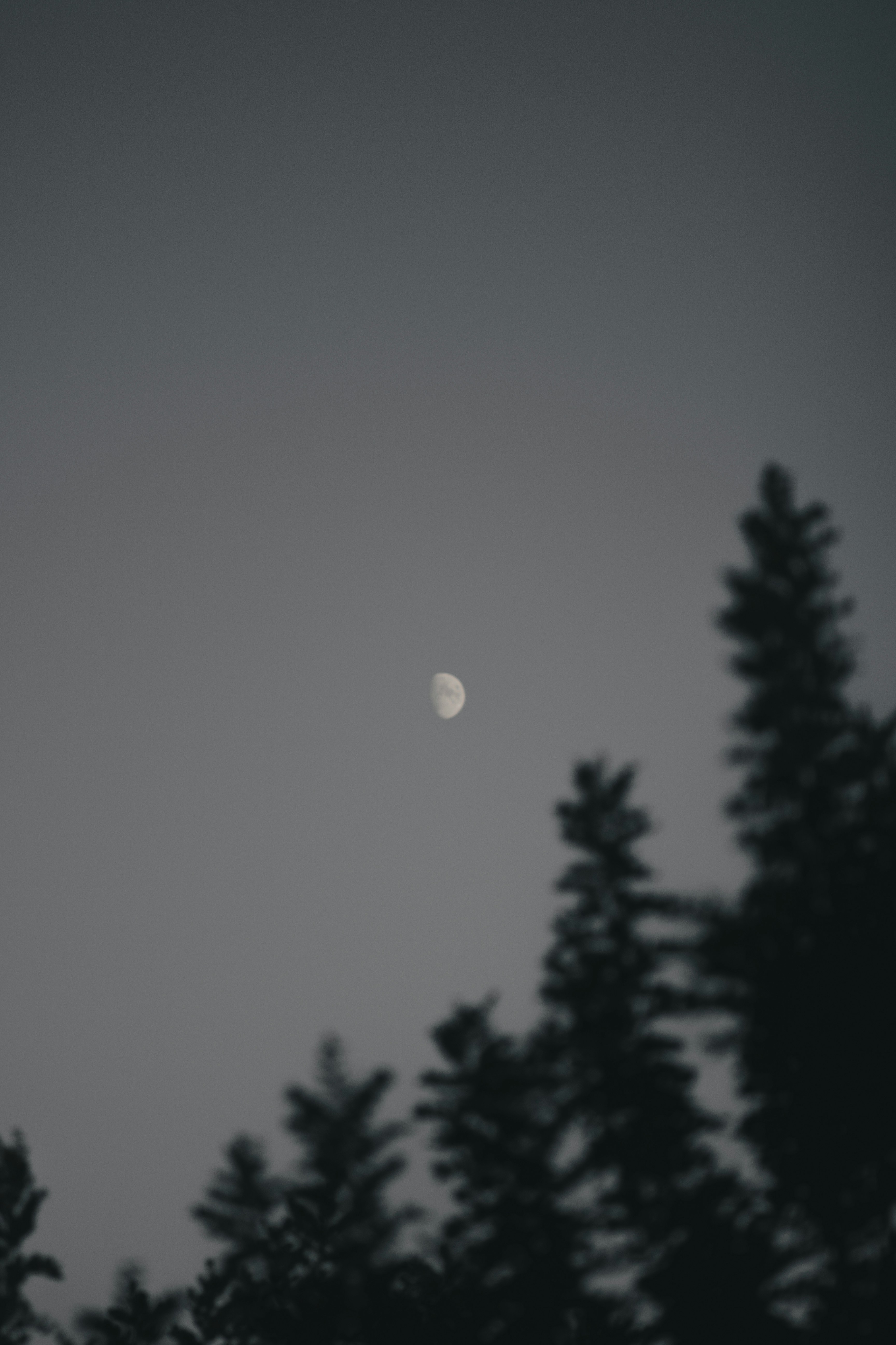 a full moon is seen through the trees