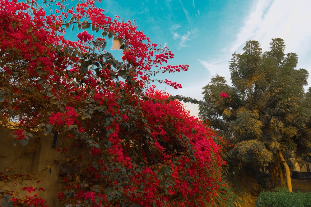 a red flowered bush next to a building