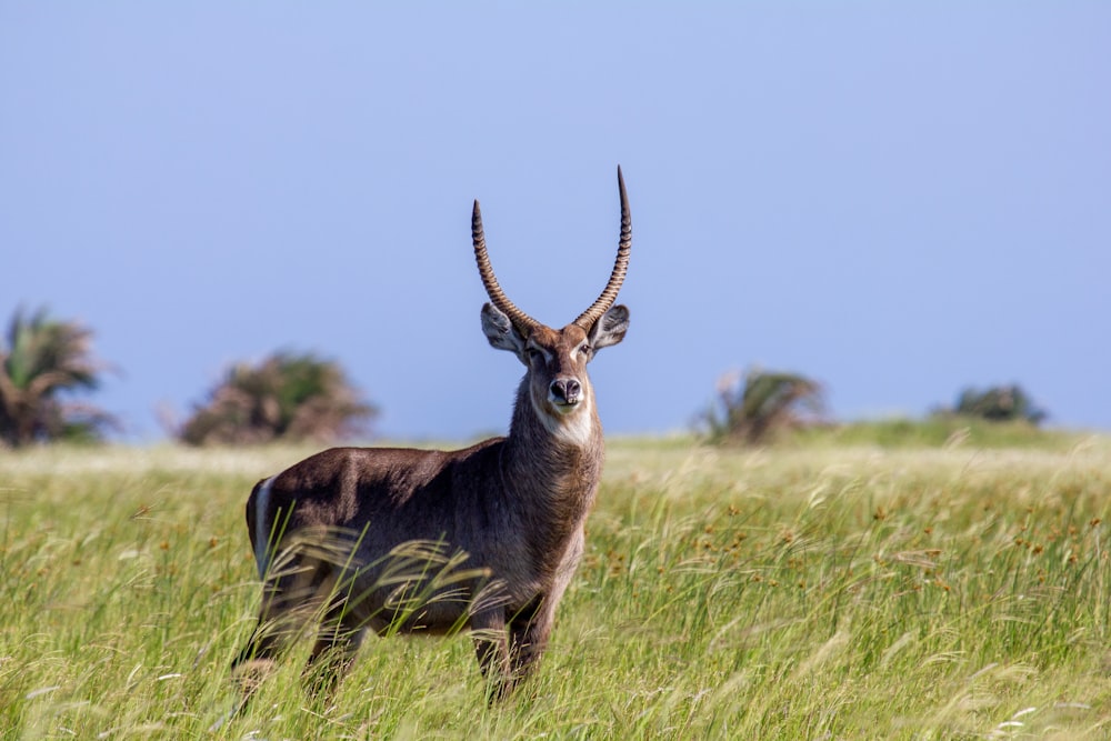 a gazelle standing in a field of tall grass