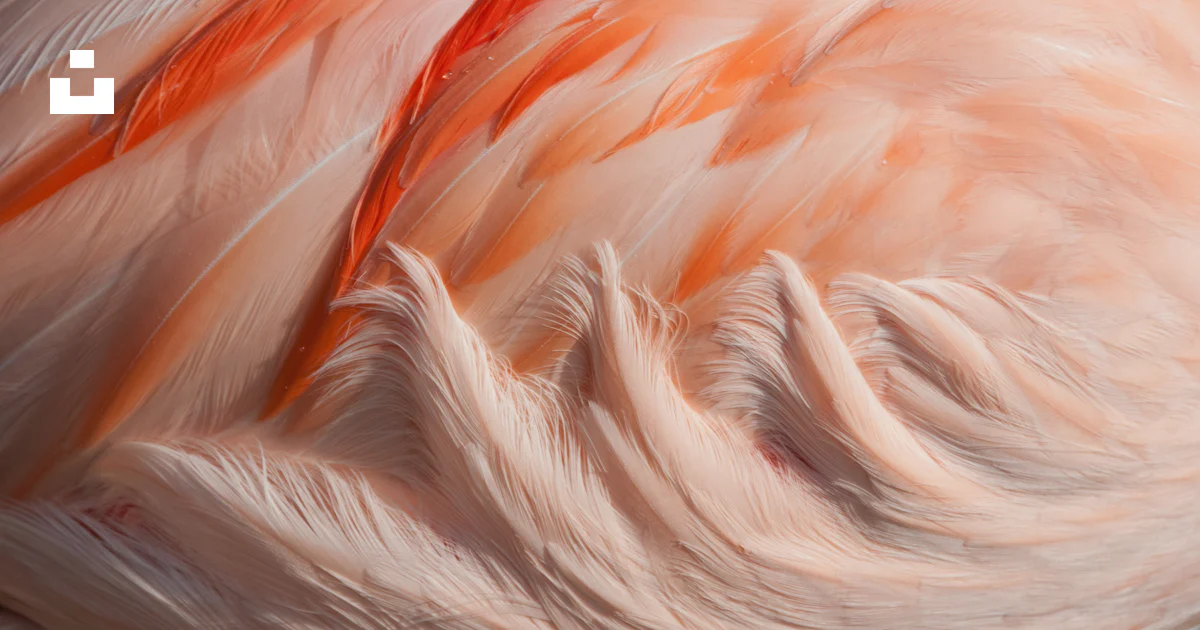 Un primer plano de las plumas de un flamenco rosa foto – Imagen de ...