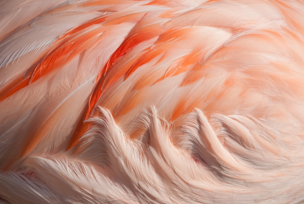 Eine Nahaufnahme der Federn eines rosa Flamingos