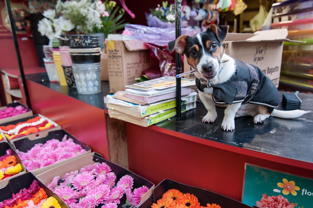 Un cane è seduto su un tavolo in un negozio di fiori