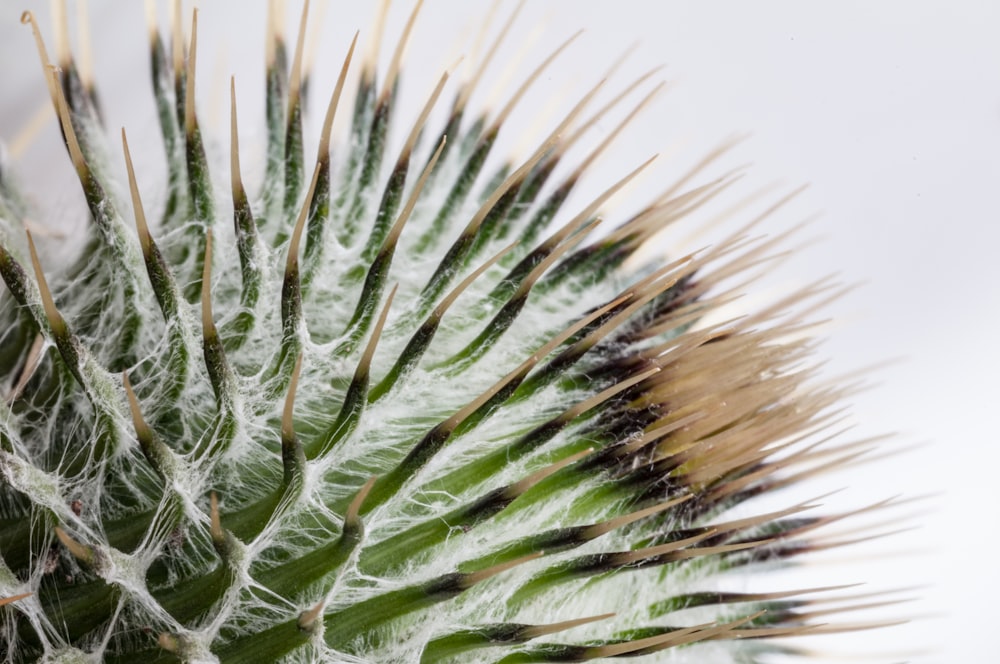 a close up of a green and white plant