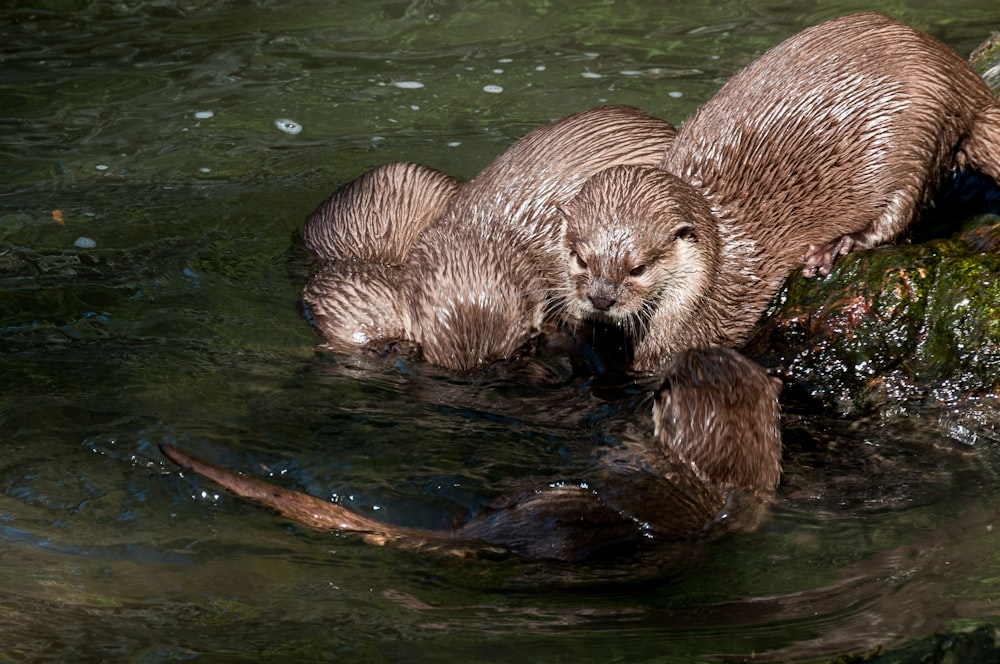 a couple of otters that are in the water