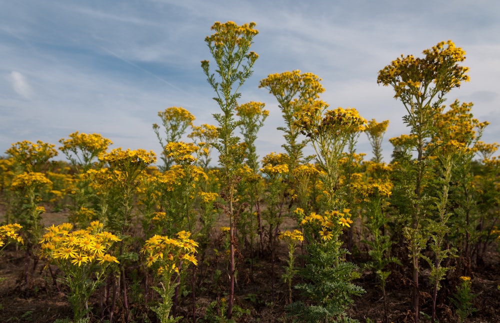 a field full of yellow flowers under a blue sky