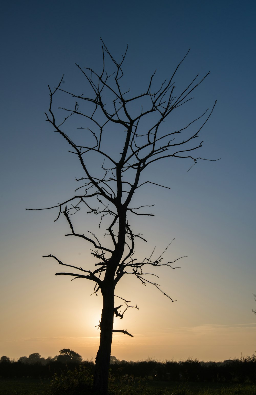 a bare tree in a field with the sun setting in the background