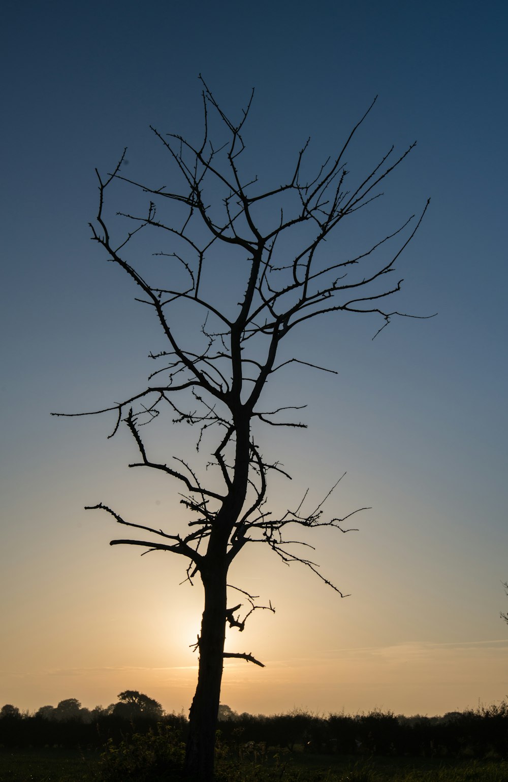 Un árbol desnudo en un campo con la puesta de sol en el fondo