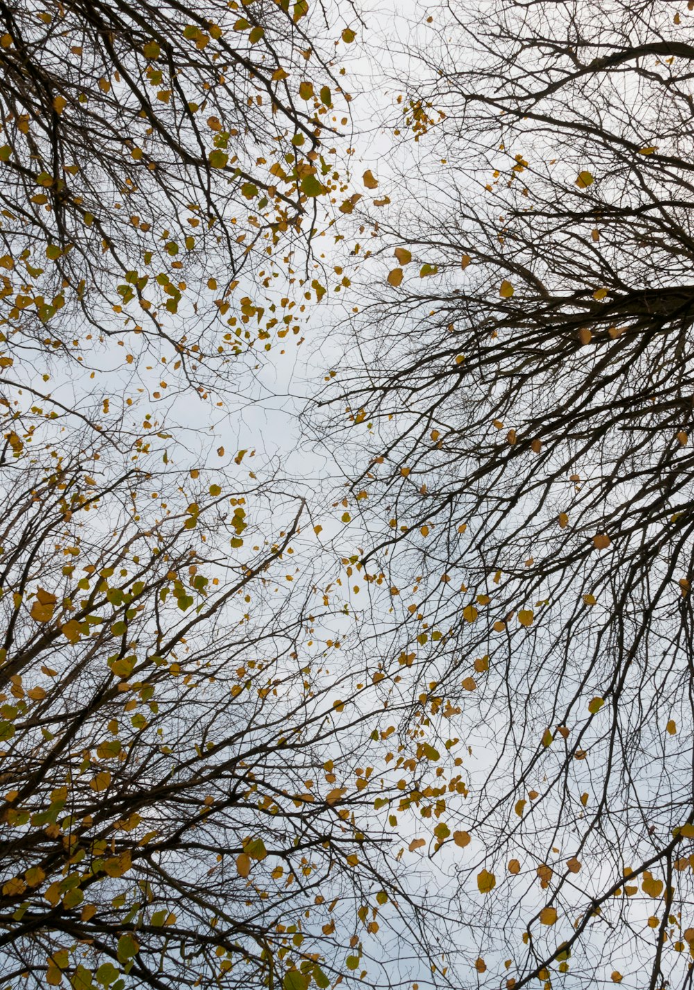 looking up at the tops of trees with leaves on them