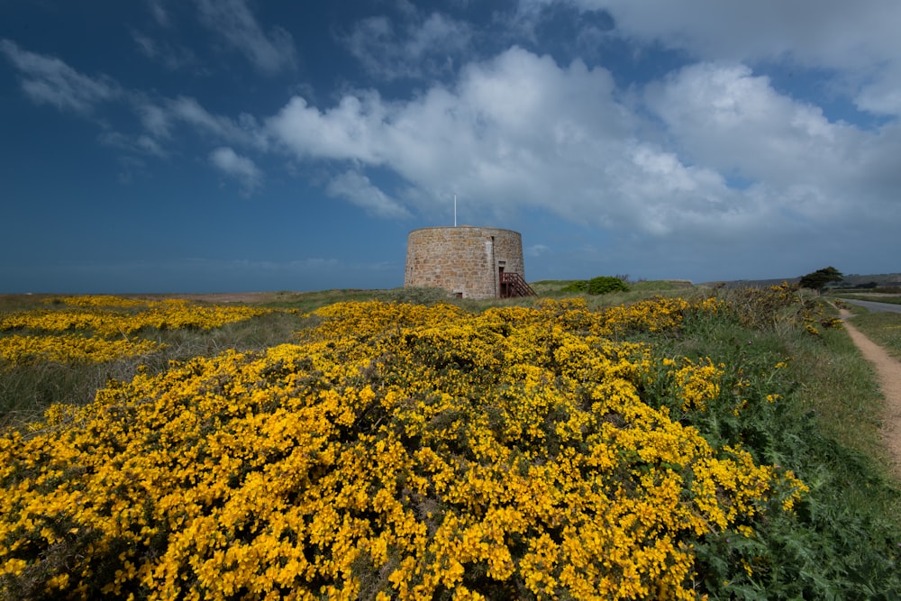 a field of yellow flowers with a stone tower in the background