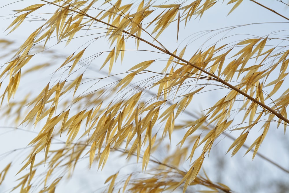 a close up of a plant with yellow leaves