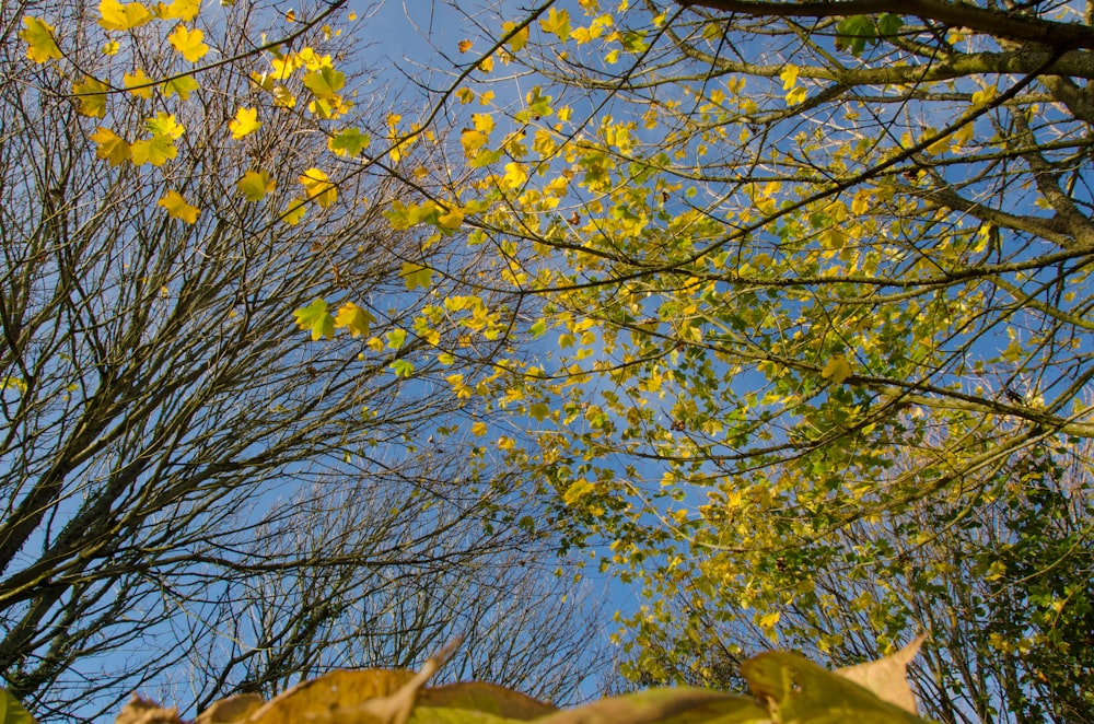 the leaves of the trees are yellow against the blue sky