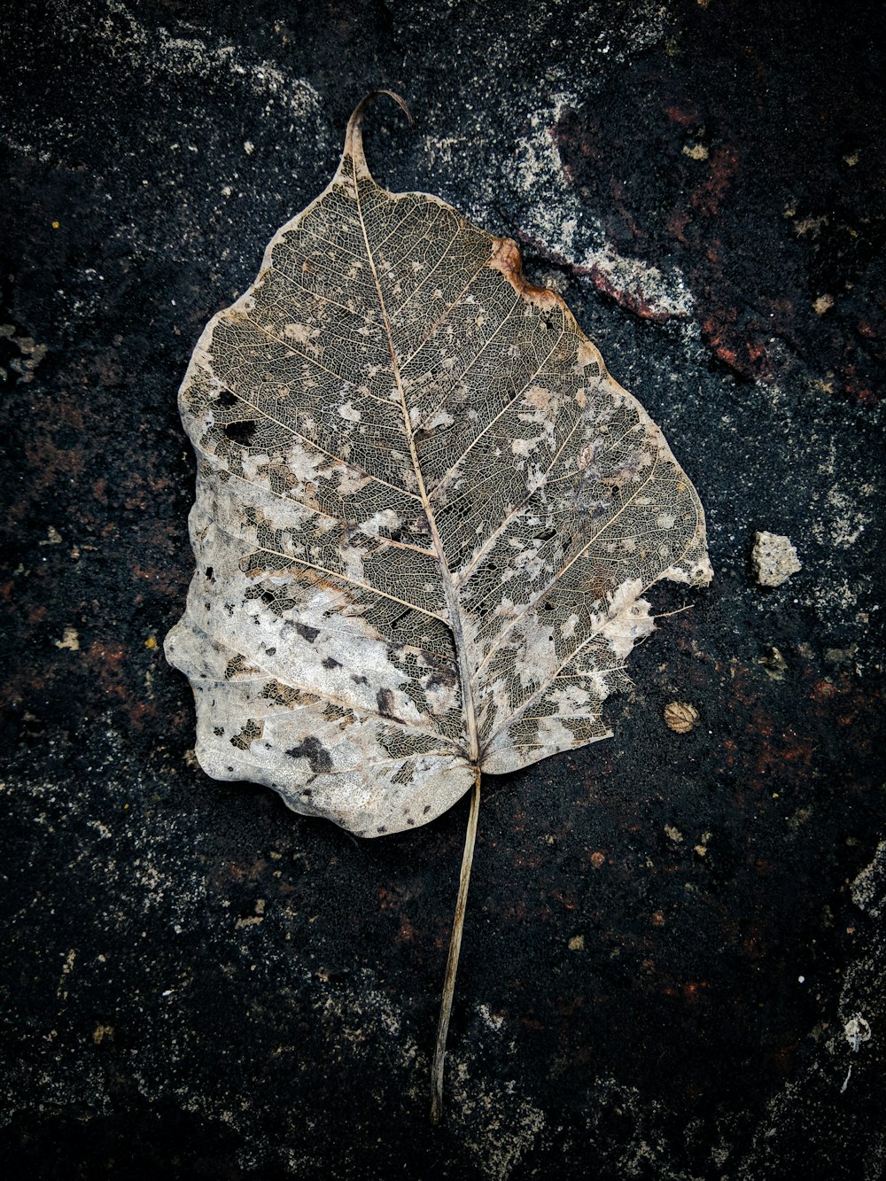 a leaf that is laying on the ground