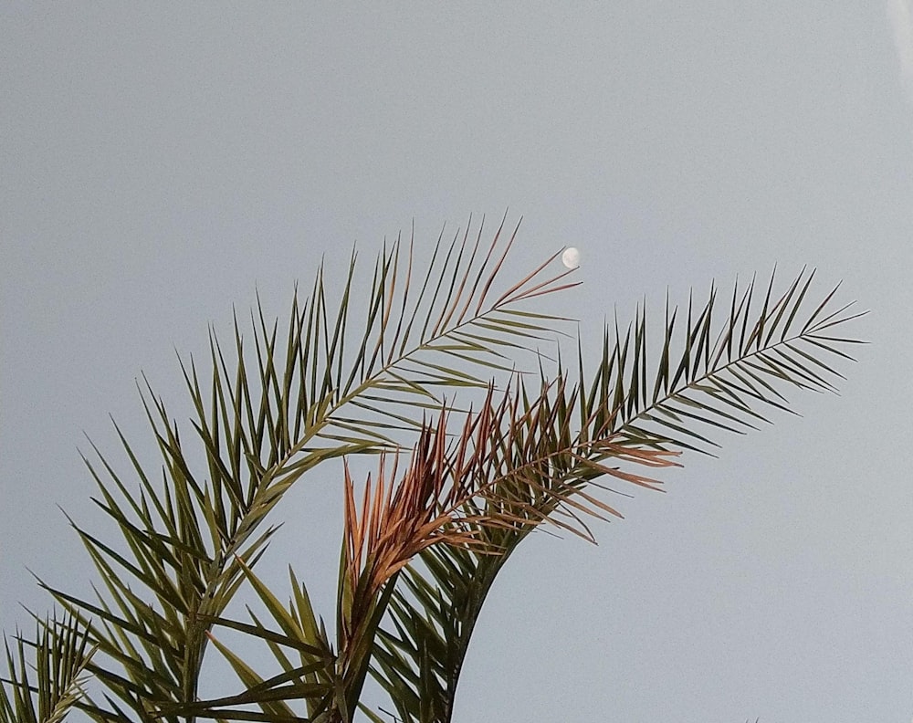 a bird flying in the air near a palm tree